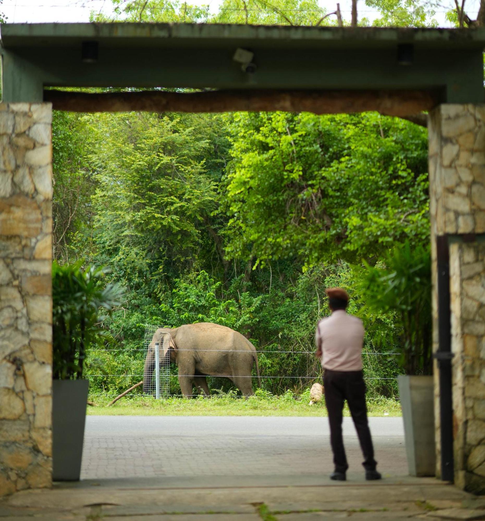 Elephant Trail Udawalawe Ngoại thất bức ảnh