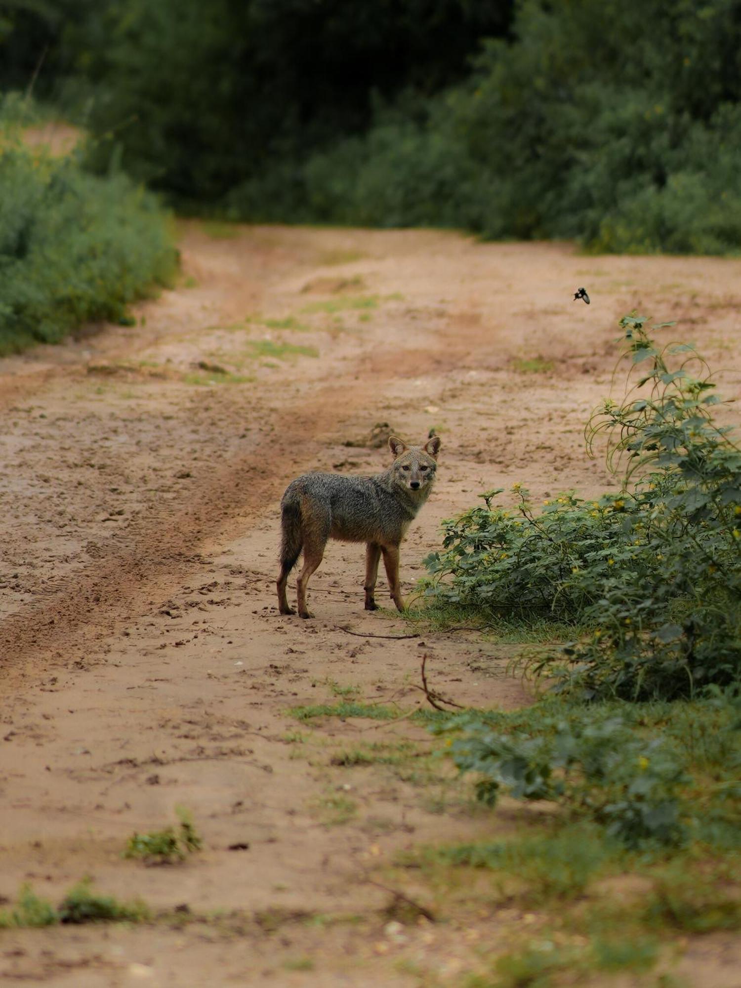 Elephant Trail Udawalawe Ngoại thất bức ảnh